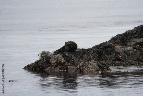 Grey seal (Halichoerus grypus) on a rock in the sea, Treshnish Isles, Scotland
