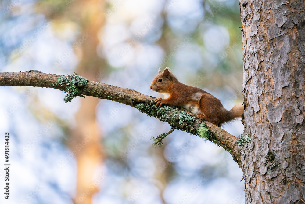 Red squirrel (Sciurus vulgaris) on a tree in a forest in Cairngorms, Scotland