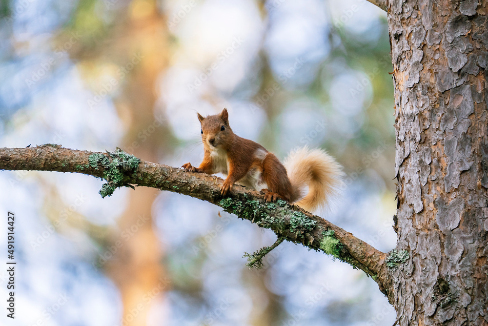 Red squirrel (Sciurus vulgaris) on a tree in a forest in Cairngorms, Scotland Red squirrel (Sciurus vulgaris) on a tree in a forest in Cairngorms, Scotland