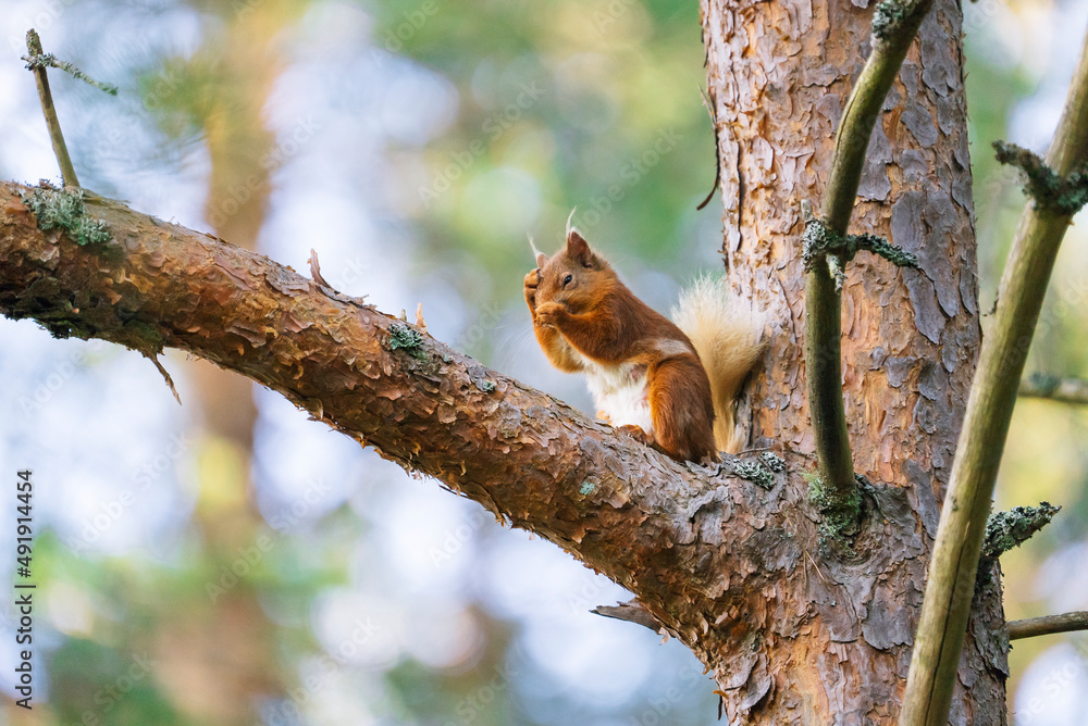 Red squirrel (Sciurus vulgaris) on a tree in a forest in Cairngorms, Scotland Red squirrel (Sciurus vulgaris) on a tree in a forest in Cairngorms, Scotland