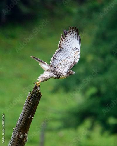 Hawk taking off © TRBeattie
