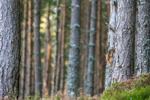 Red squirrel (Sciurus vulgaris) on a tree in a forest in Cairngorms, Scotland