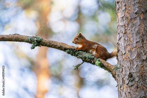 Red squirrel (Sciurus vulgaris) on a tree in a forest in Cairngorms, Scotland © Hedvika