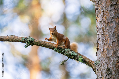 Red squirrel (Sciurus vulgaris) on a tree in a forest in Cairngorms, Scotland