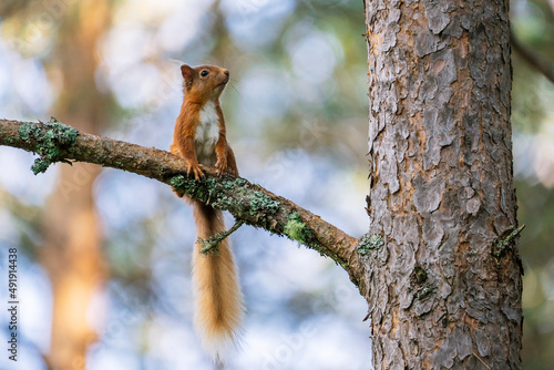 Red squirrel (Sciurus vulgaris) on a tree in a forest in Cairngorms, Scotland