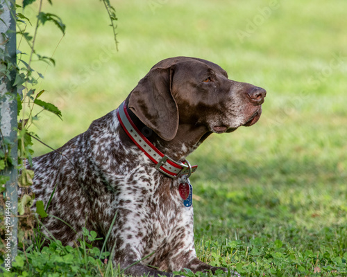 German Shorthair Pointer