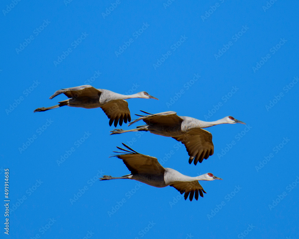 Fototapeta premium Sandhill cranes in flight