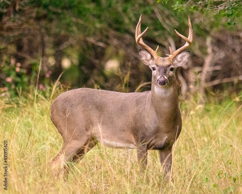 Young Buck