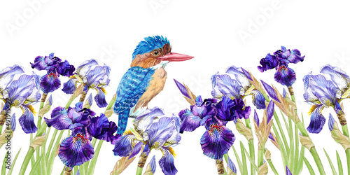 Fototapeta Naklejka Na Ścianę i Meble -  Watercolor irises with bird. Row of growing irises of different colors and kingfishers sitting on them on isolated white background.Pattern.