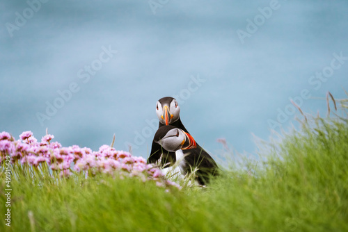 Two Atlantic puffins (Fratercula arctica) sitting on a cliff with green grass and pink flowers, Treshnish Isles, Scotland