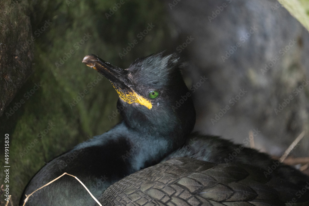 Ταπετσαρία European shag on Lunga Island, Treshnish Isles, Scotland, UK