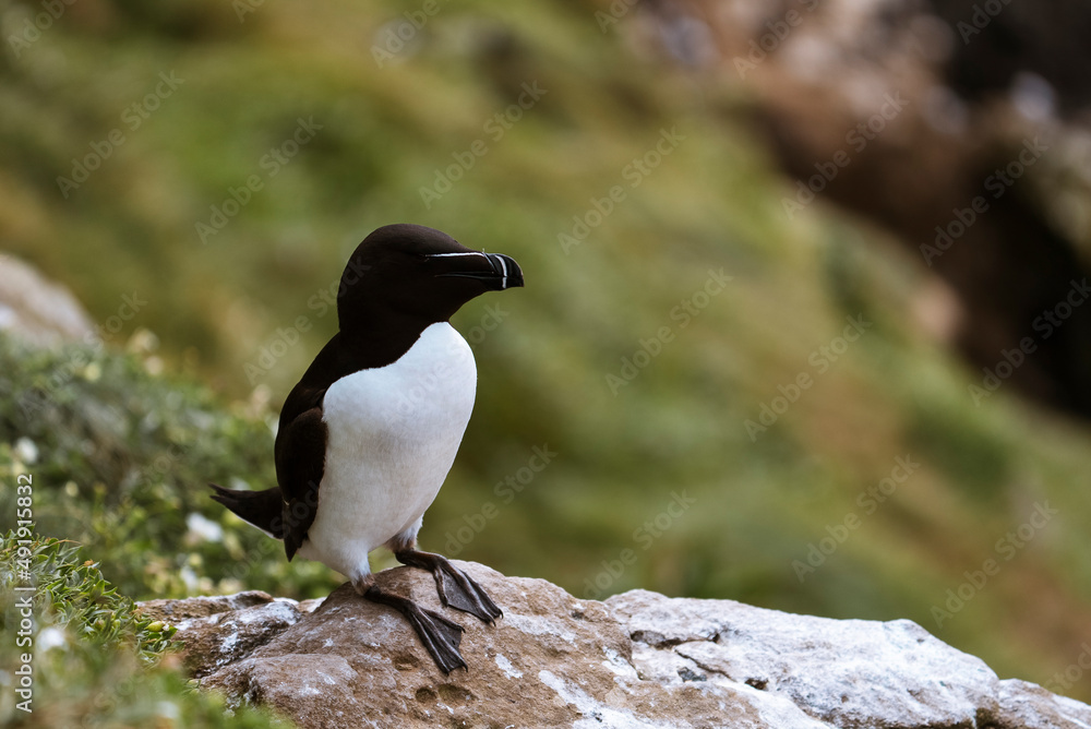 Razorbill, lesser auk (Alca torda) on a cliff in Treshnish Isles, Scotland, neutral background Razorbill, lesser auk (Alca torda) on a cliff in Treshnish Isles, Scotland, neutral background
