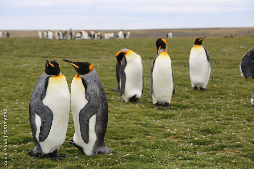 Fototapeta premium Puerto Madryn, Patagonia, Argentina, Punta Tombo, Pinguinos Magallanes, 