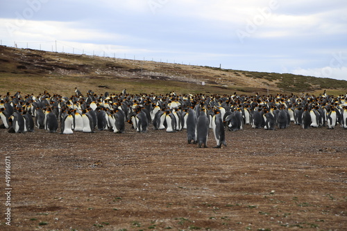 Puerto Madryn  Patagonia  Argentina  Punta Tombo  Pinguinos Magallanes  