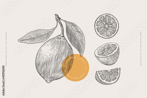 Lemon in engraving style. Dessert and citrus fruits, sliced, whole. Design element for markets, shops, cafes, restaurants, packaging. Vintage botanical illustration on background isolated.