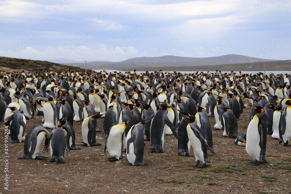 Obraz premium Puerto Madryn, Patagonia, Argentina, Punta Tombo, Pinguinos Magallanes, 