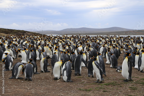 Puerto Madryn, Patagonia, Argentina, Punta Tombo, Pinguinos Magallanes, 