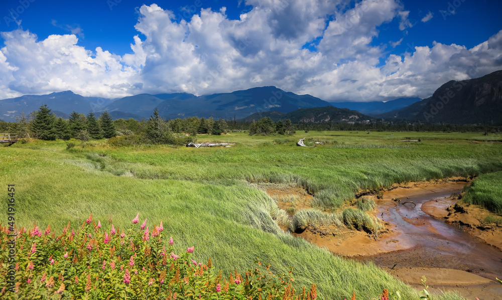 Scenic landscape of Squamish creek recreation area , Evergreen trees in prairie lands by the creek. Scenic landscape of Squamish creek recreation area , Evergreen trees in prairie lands by the creek.