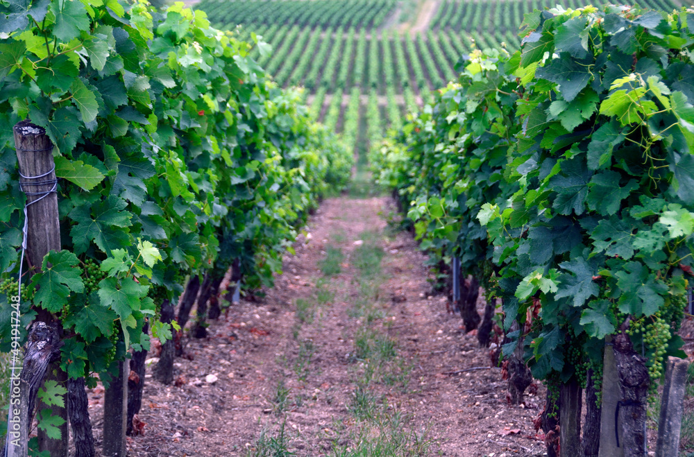 Wine tourism, Vineyards in begining of July, Belvès-de-Castillon near Coutras, Bordeaux wine region, Gironde department, region Aquitaine, Nouvelle-Aquitaine, France, Europe