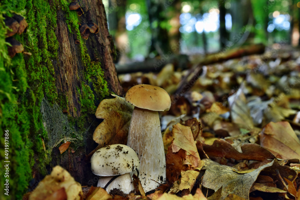 Fototapeta premium Boletus edulis edible mushroom is growing in the polish forest