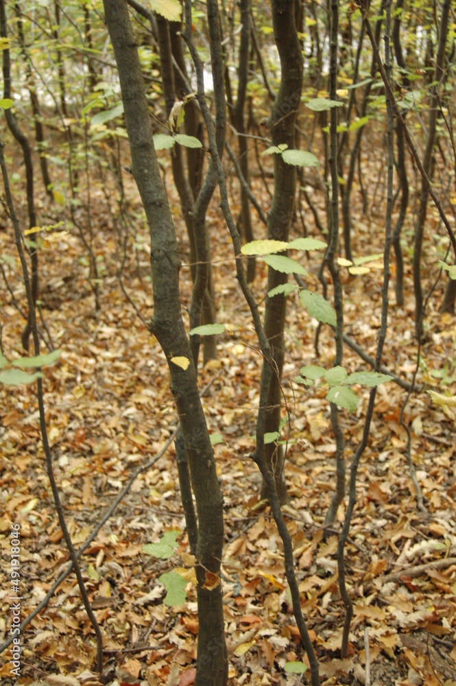 Naklejka premium Thin Branches in a Leaf Bed