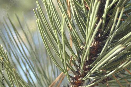 Evergreen Needles on a Branch