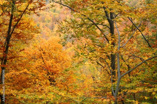 Vibrant Autumn Palette Forest Trees