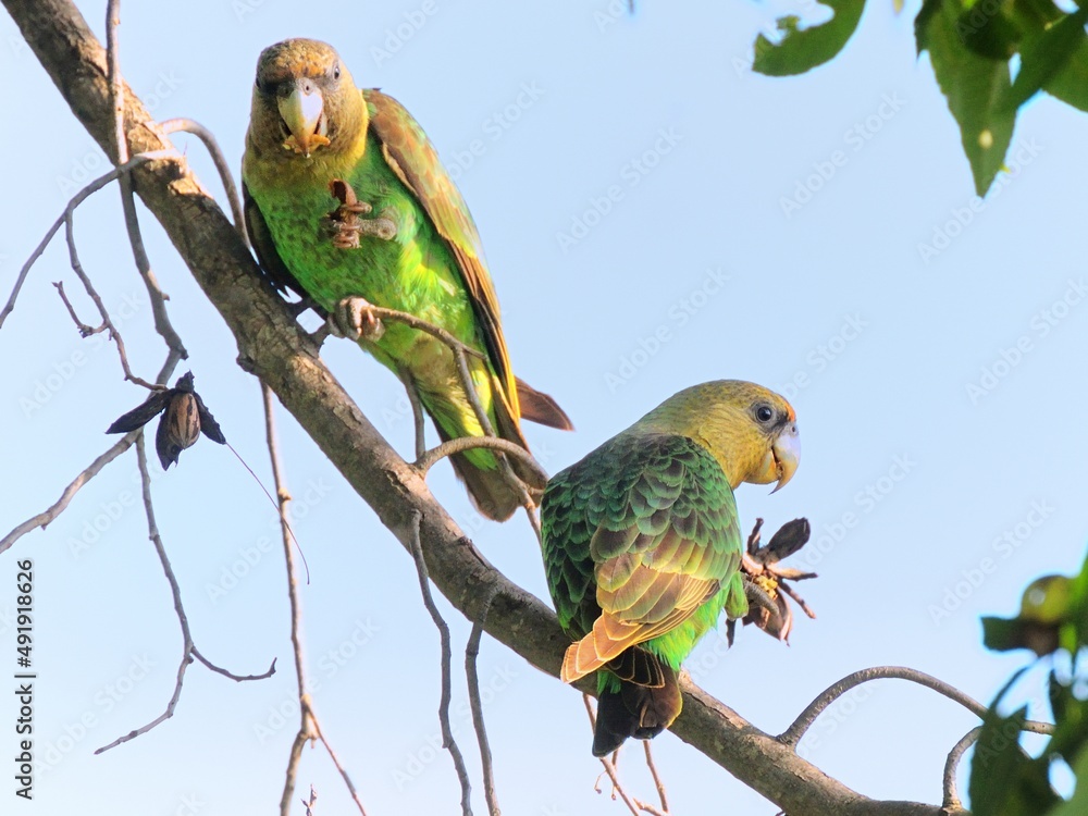 Φωτογραφία Ein Paar Kappapageien (Poicephalus robustus), Cape parrot, bei der Nahrungsaufnahme, Südafrika