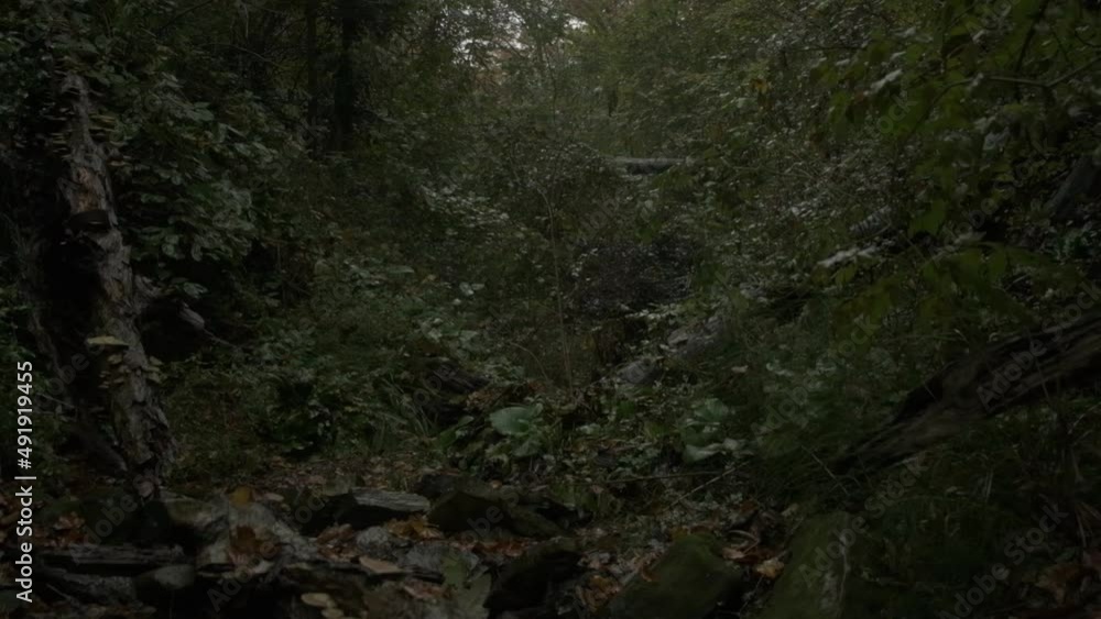 forest by the sea near the rocks in rainy weather forest by the sea near the rocks in rainy weather