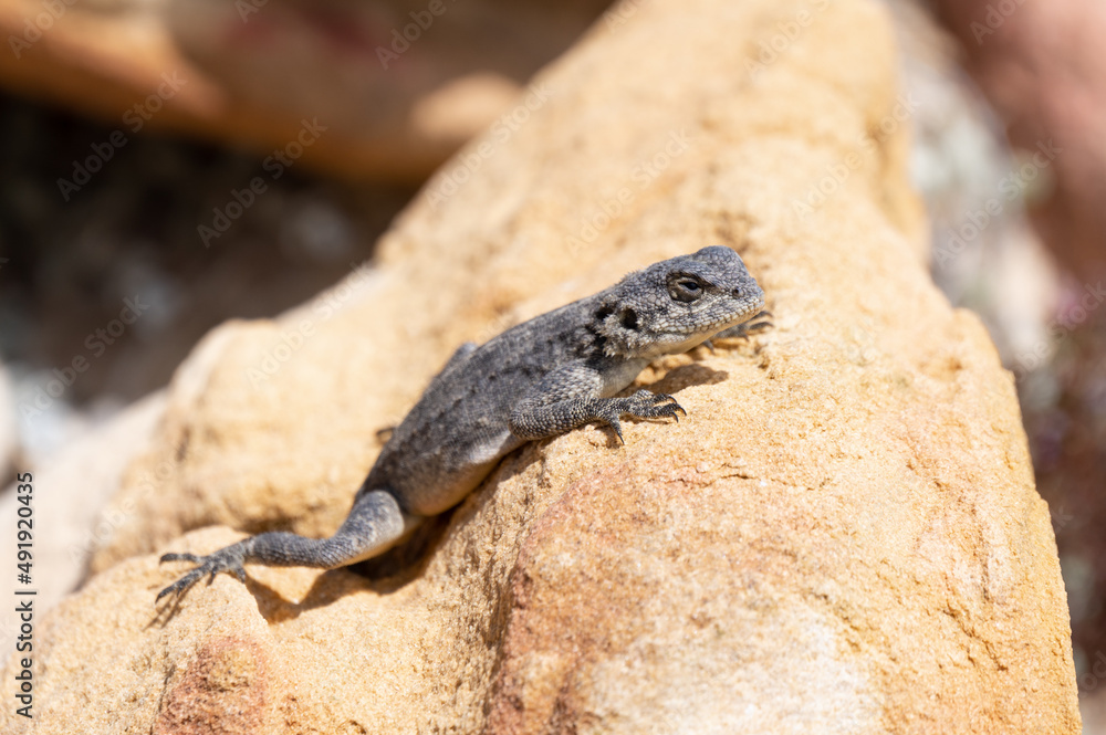 A southern rock agamaon a rock in South Africa A southern rock agamaon a rock in South Africa