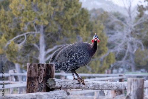 Guineafowls on wood fence in the winter with snow