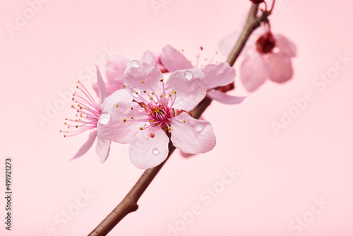 Single pink cherry blossom branch with pink flowers and dew moisture. Macro shot of almond blossom or sakura branch with flowers and droplets of water.	
