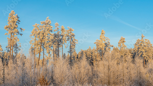 Winter landscape with snowy bushes and trees on blue sky background. Plants are covered with hoar frost.