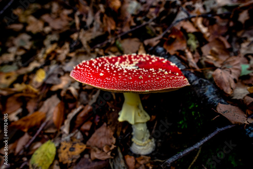 2021 10 23 Poleo red mushroom