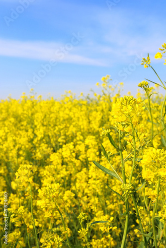 青空と菜の花 黄色い花畑でミツバチの飛ぶ空