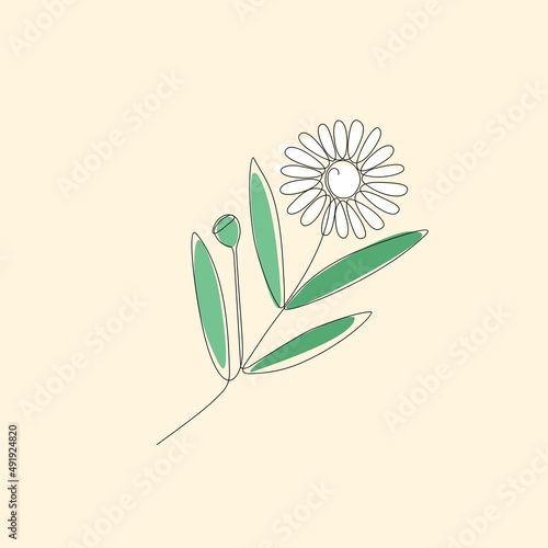Continuous single line drawing Bhringraj, Eclipta Alba or Eclipta Prostrata, also known as False Daisy is an effective herbal medicinal plant in Ayurvedic medicine. vector illustration.