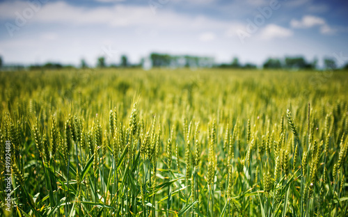 Green wheat field. Agricultural concept
