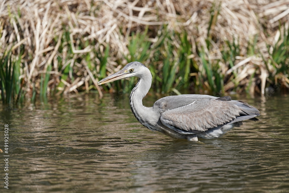 grey heron in the pond grey heron in the pond