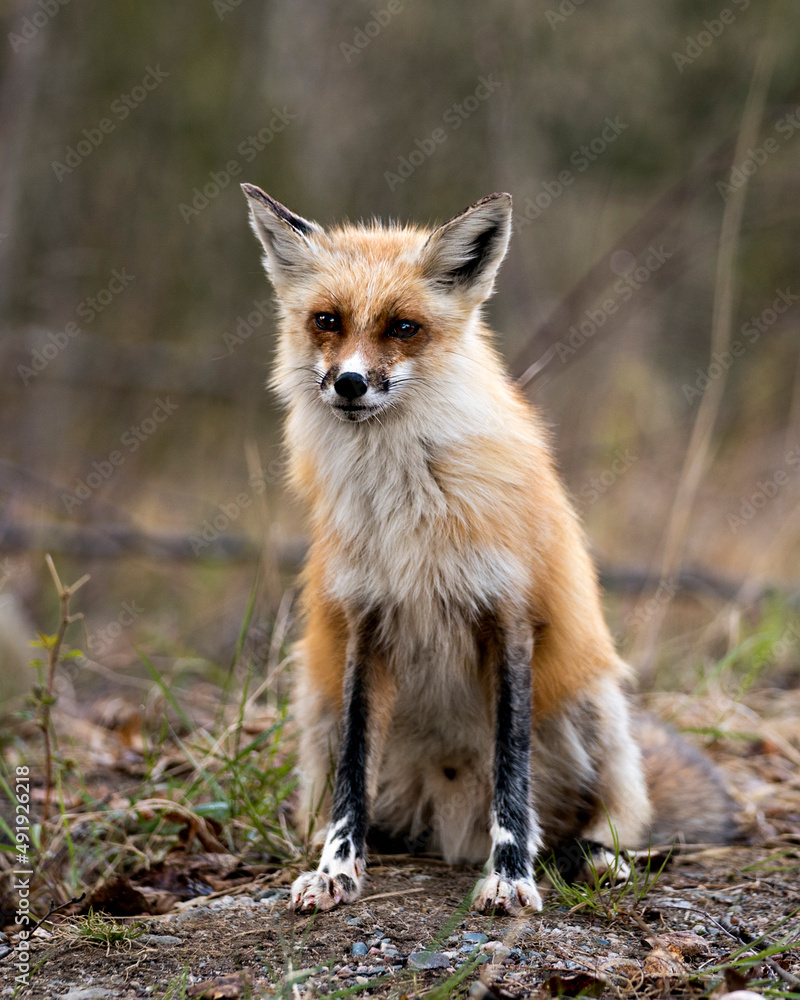 Obraz premium Red Fox Photo Stock. Fox Image. Sitting in the spring season with blur background and displaying white marks on paws and fur in its environment and habitat. Picture. Portrait.