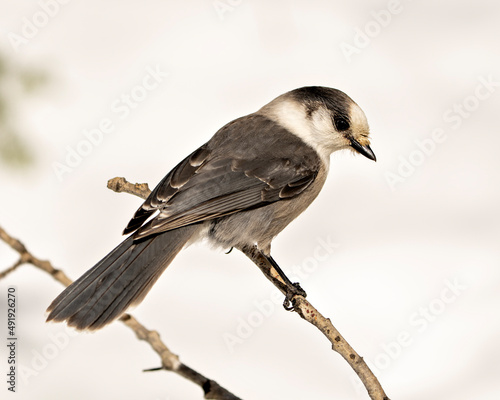 Gray Jay bird Photo and Image. Close-up profile view perched on a branch in its environment and habitat, displaying grey feather plumage and bird tail. Christmas picture ornament. Image. Picture.