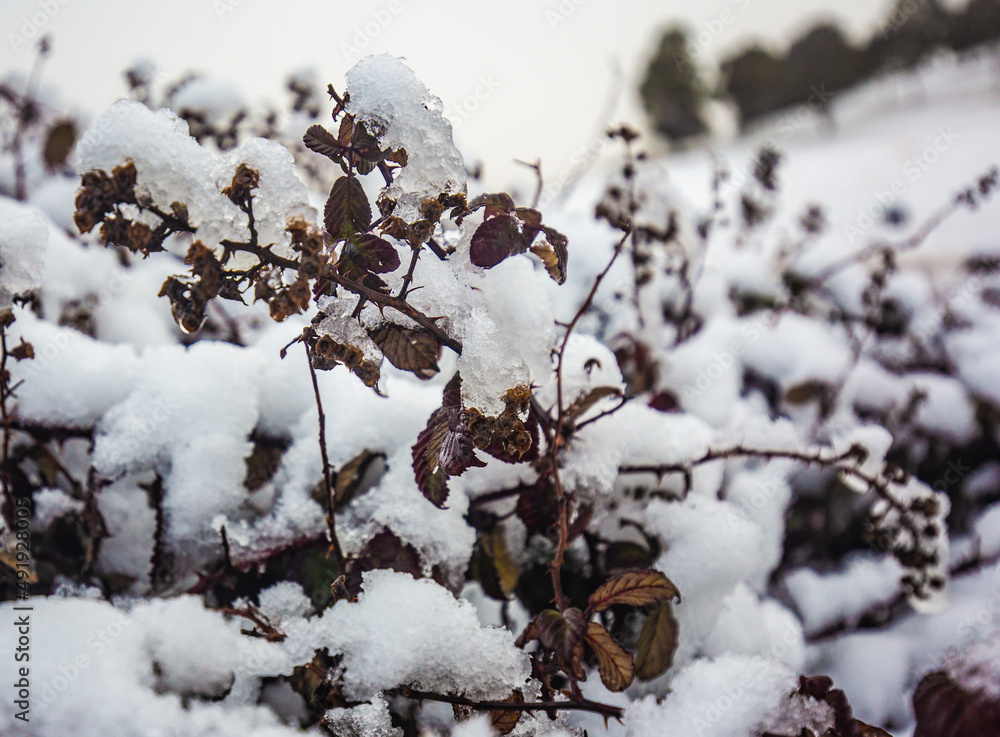 Blackberries in Snow