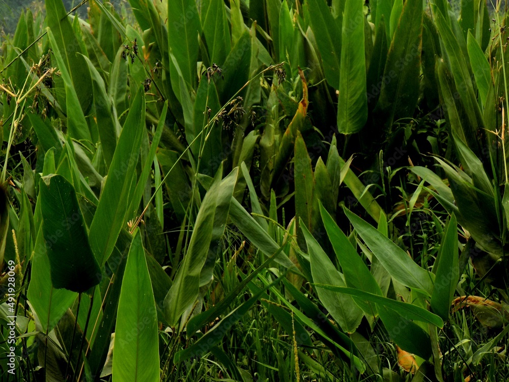 Fototapeta premium green grass in the wind