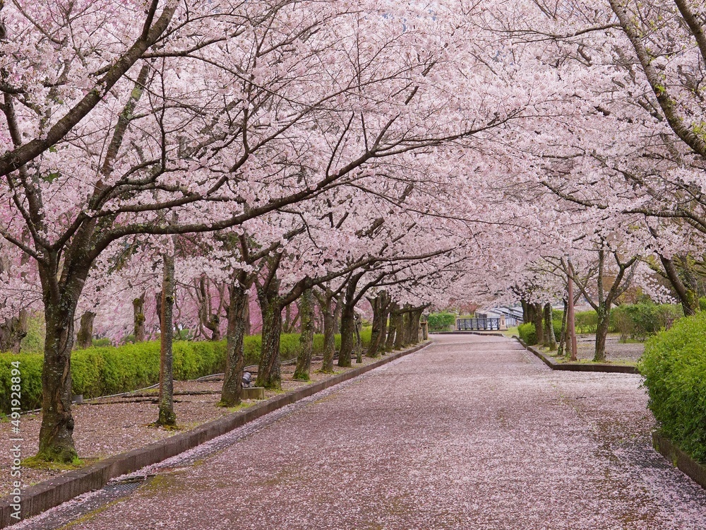 Cherry blossom in a peaceful park, Kyoto Cherry blossom in a peaceful park, Kyoto