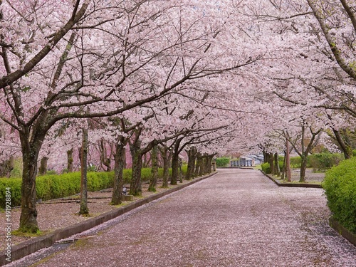 Cherry blossom in a peaceful park, Kyoto