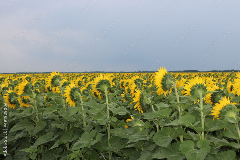 Obraz premium field of sunflowers