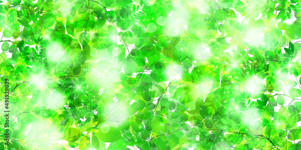 Fototapeta premium 新緑 葉 春 背景