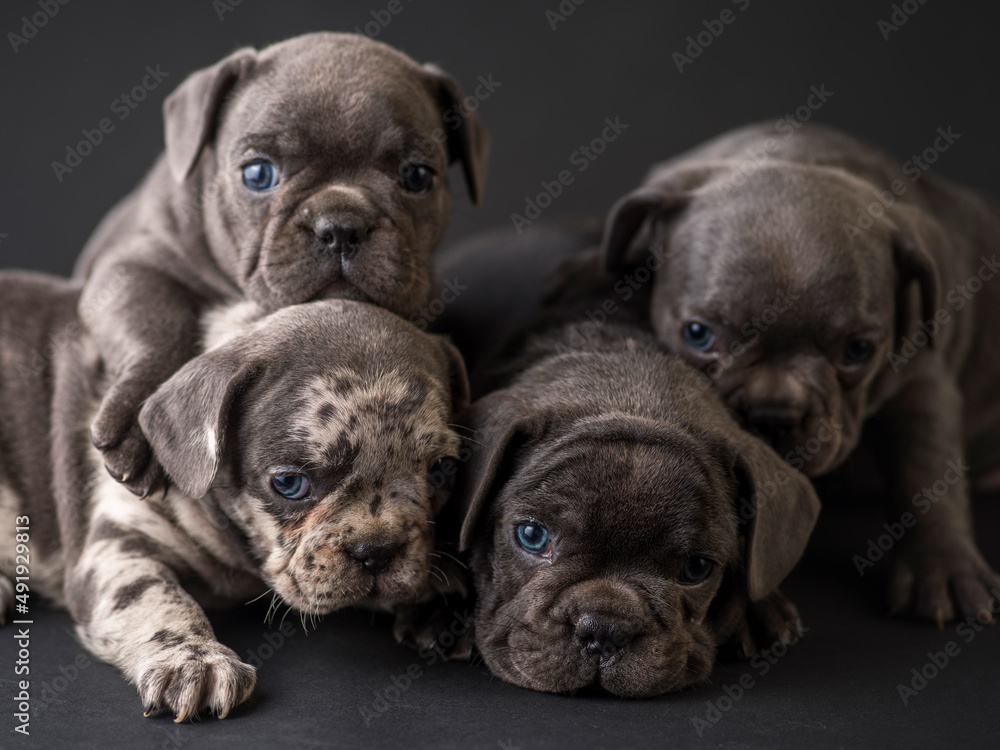Obraz premium French bulldog puppies studio shot over a black background