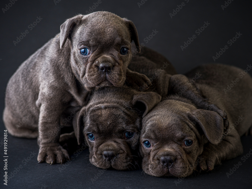 French bulldog puppies studio shot over a black background