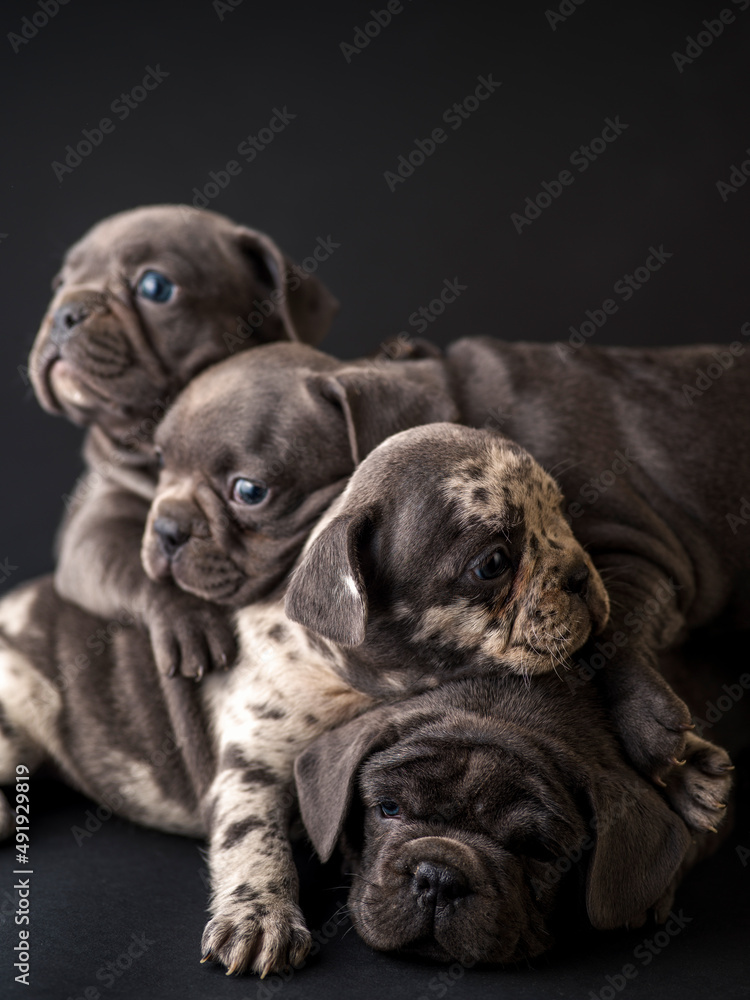 Obraz premium French bulldog puppies studio shot over a black background
