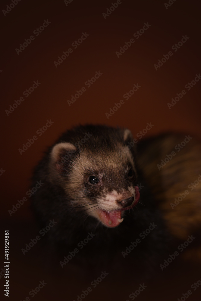 Ferret indoor posing for portrait in studio